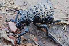 Brachycerus