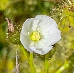Drosera hookeri