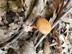 Limacella