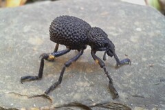 Brachycerus