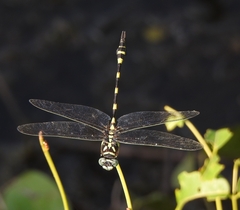Ictinogomphus rapax