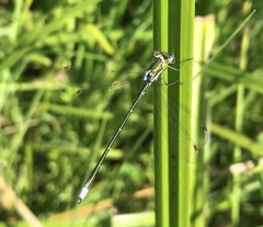 Lestes virens vestalis