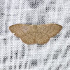 Idaea uniformis