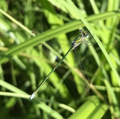 Lestes virens vestalis