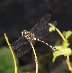 Ictinogomphus rapax