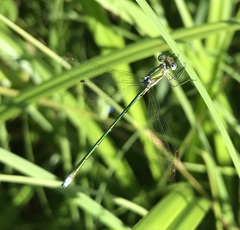 Lestes virens vestalis