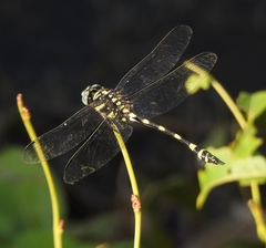 Ictinogomphus rapax