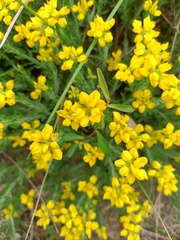 Genista hispanica