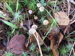 Mycena rosella