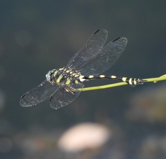 Ictinogomphus rapax