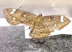 Erebus hieroglyphica