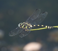 Ictinogomphus rapax