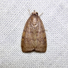 Austrocarea iocephala
