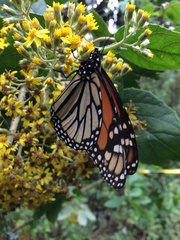 Danaus plexippus plexippus