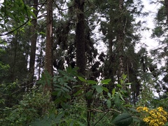 Danaus plexippus plexippus