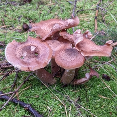 Armillaria ostoyae