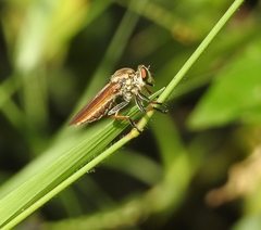 Cophinopoda