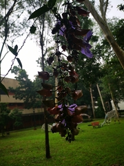 Thunbergia grandiflora