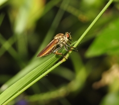 Cophinopoda