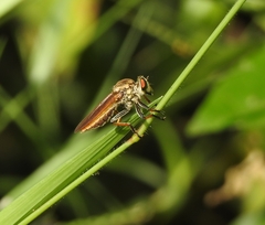 Cophinopoda