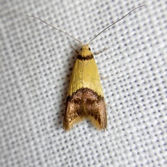 Hemibela oxyptera