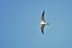 Onychoprion fuscatus