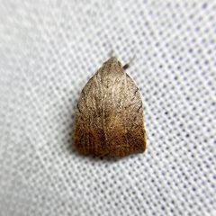 Tortricopsis pyroptis