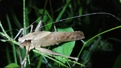 Mecopoda