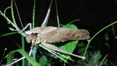 Mecopoda