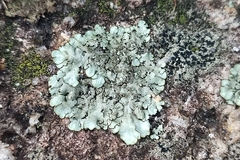 Xanthoparmelia conspersa