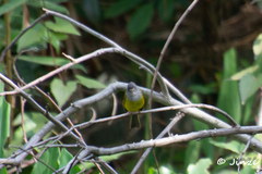 Culicicapa ceylonensis