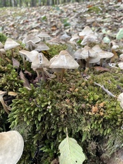 Fungi