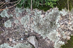 Xanthoparmelia conspersa