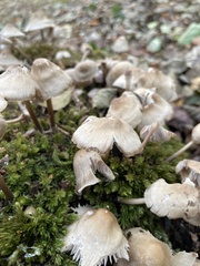 Fungi
