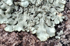 Xanthoparmelia conspersa