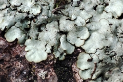 Xanthoparmelia conspersa