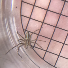 Oxyopes gracilipes