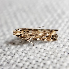 Otonoma anemois