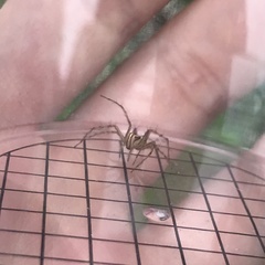 Oxyopes gracilipes