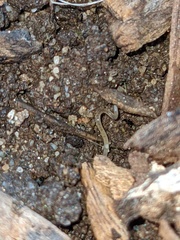 Enchytraeidae