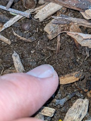 Enchytraeidae