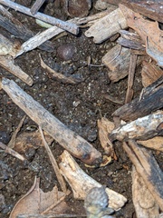 Enchytraeidae