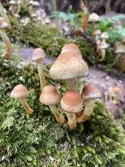 Fungi