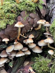 Fungi