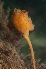 Boltenia ovifera