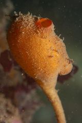Boltenia ovifera