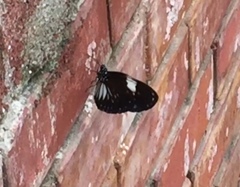 Euploea radamanthus radamanthus