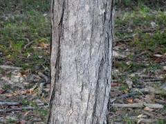 Lophostemon suaveolens