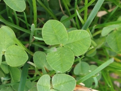 Trifolium