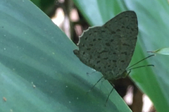 Allotinus unicolor unicolor